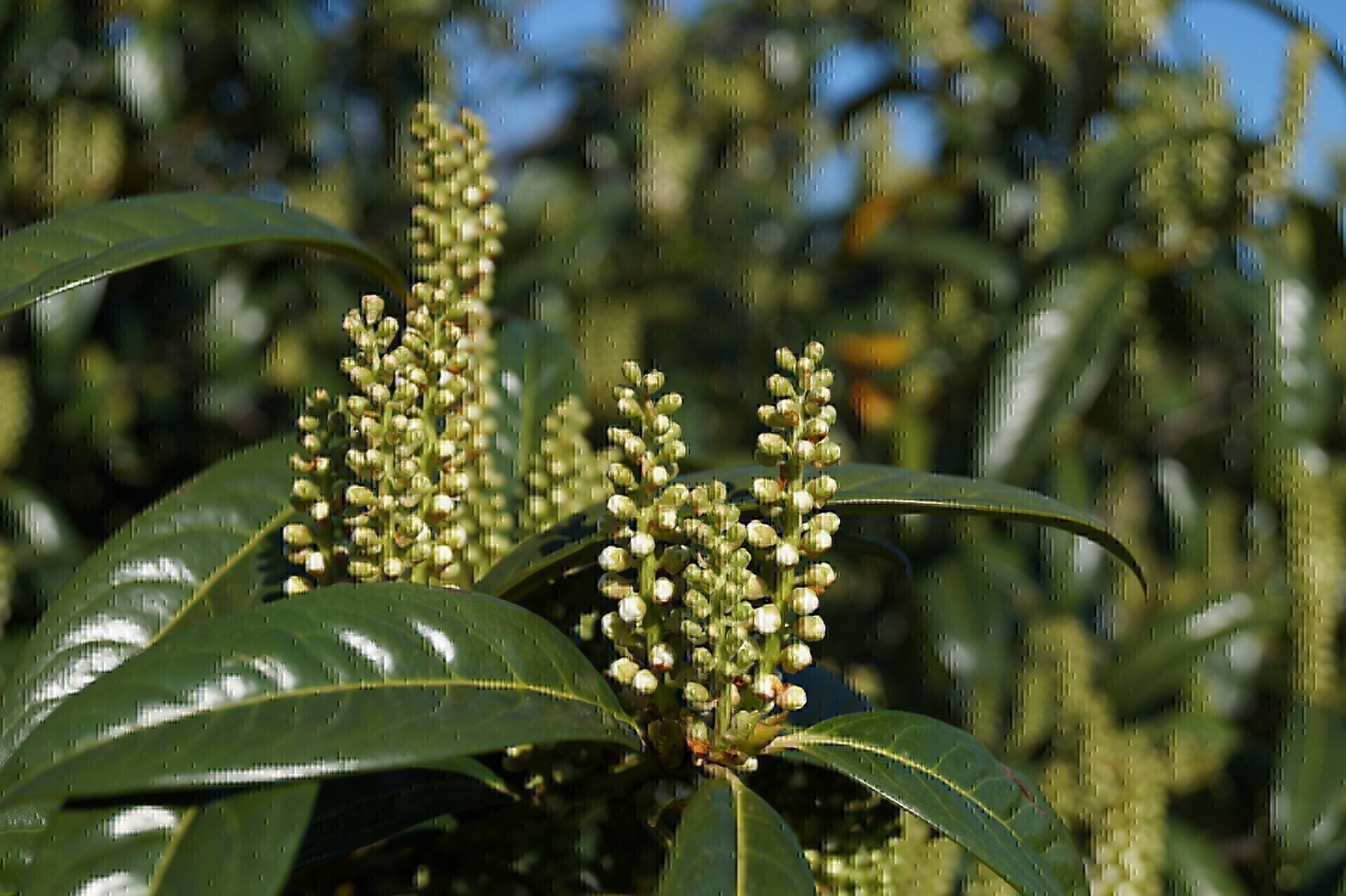 Prunus laurocerasus Schipkaensis Macrophylla_01